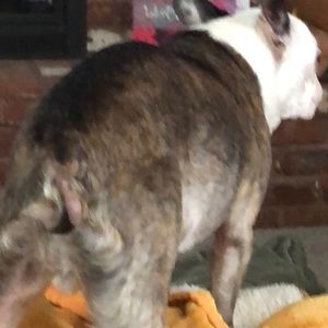 Meet your Posher, Bruce